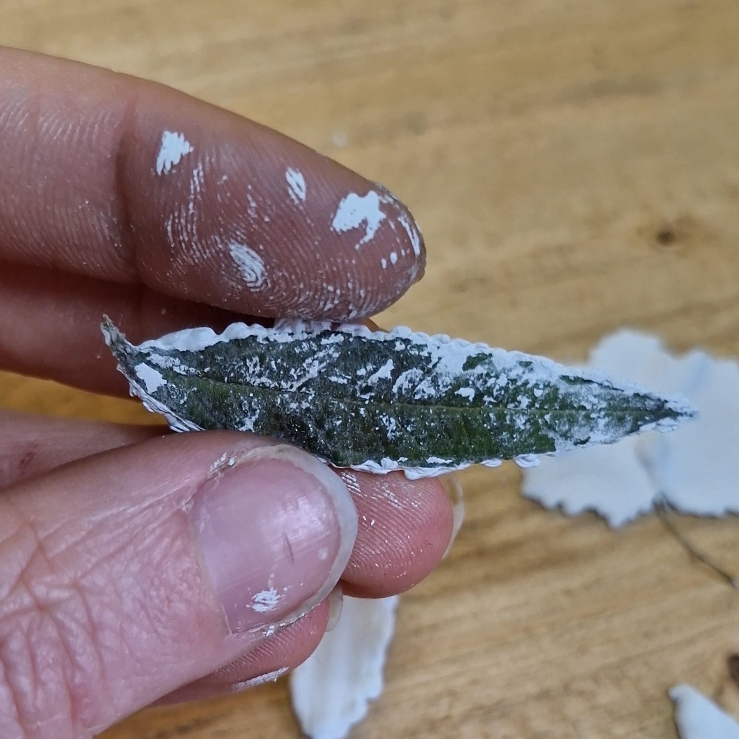Lacock Leaf Imprint 12